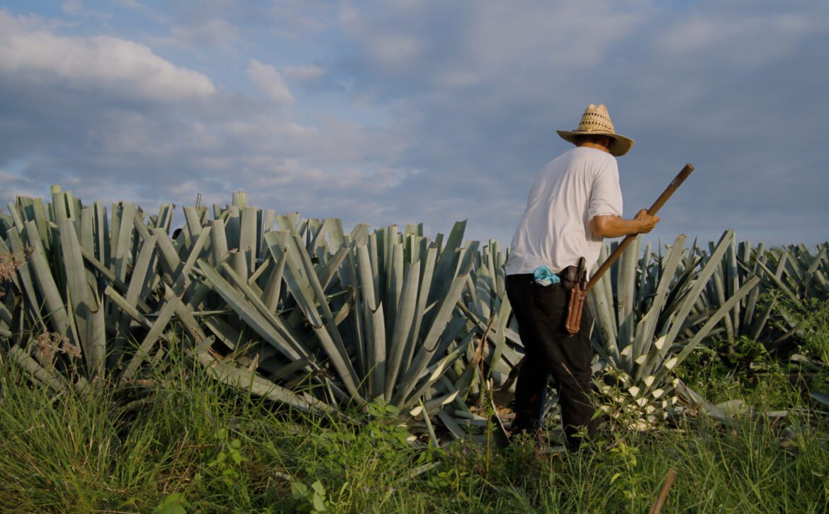 Back view of a farmer in a straw hat harvesting an agave plant in the countryside